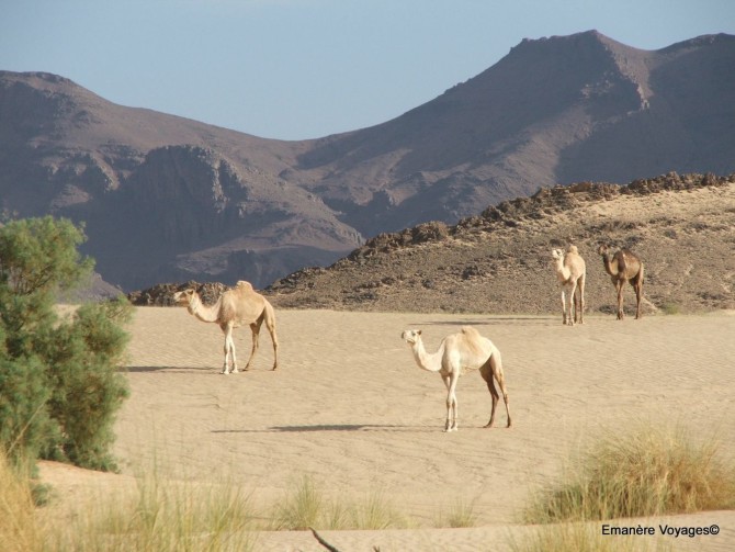 Trek rando sahara desert algerie